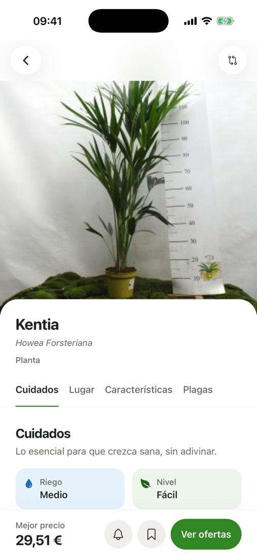 Ficha de la Kentia con su mejor precio y cuidados