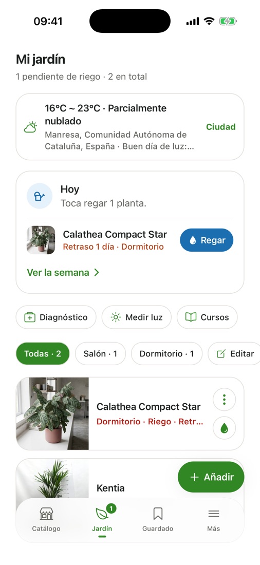Mi jardín con la Calathea pendiente de riego